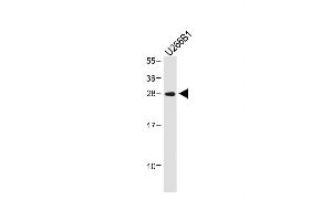 Anti-IGLL5 Antibody (C-term) at 1:1000 dilution + U266B1 whole cell lysate Lysates/proteins at 20 μg per lane. (IGLL5 Antikörper  (C-Term))