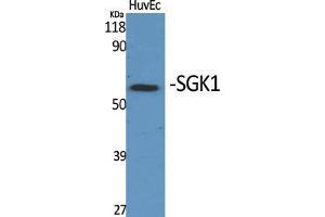 Western Blot (WB) analysis of specific cells using SGK1 Polyclonal Antibody. (SGK1 Antikörper  (Tyr1062))