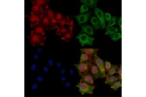 ABIN7093864 and ABIN7097907 staining HepG2 cells by IF/ICC.