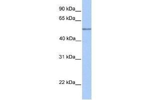 Western Blotting (WB) image for anti-Chromosome 17 Open Reading Frame 74 (C17orf74) antibody (ABIN2459658) (C17orf74 Antikörper)