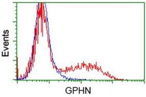 HEK293T cells transfected with either RC205986 overexpress plasmid (Red) or empty vector control plasmid (Blue) were immunostained by anti-GPHN antibody (ABIN2454122), and then analyzed by flow cytometry. (Gephyrin Antikörper)