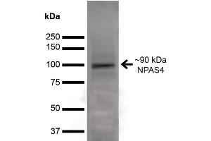 Western Blot analysis of Rat Brain showing detection of ~90 kDa NPAS4 protein using Mouse Anti-NPAS4 Monoclonal Antibody, Clone S408-79 . (NPAS4 Antikörper  (AA 597-802) (HRP))