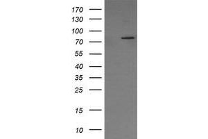 Image no. 1 for anti-SEC14 and Spectrin Domains 1 (SESTD1) antibody (ABIN1501067) (SESTD1 Antikörper)