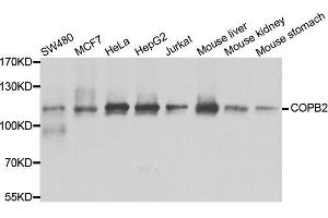 Western blot analysis of extracts of various cell lines, using COPB2 antibody. (COPB2 Antikörper  (AA 657-906))