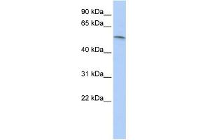 WB Suggested Anti-PAX7 Antibody Titration: 0. (PAX7 Antikörper  (N-Term))