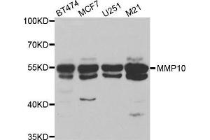 Western blot analysis of extracts of various cell lines, using MMP10 antibody. (MMP10 Antikörper)