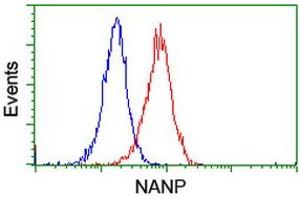 Image no. 3 for anti-N-Acetylneuraminic Acid Phosphatase (NANP) antibody (ABIN1499635)