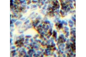 Used in DAB staining on fromalin fixed paraffin-embedded Spleen tissue (CFP Antikörper  (AA 315-469))