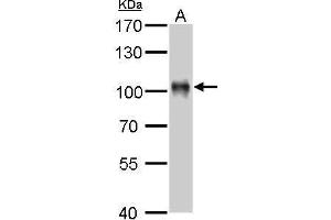 Western Blotting (WB) image for anti-Villin 1 (VIL1) (N-Term) antibody (ABIN2856719)