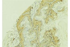 ABIN6273744 at 1/100 staining Mouse colon tissue by IHC-P.