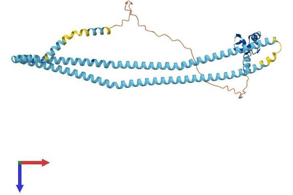 RNF26 Protein (AA 1-424) (His tag)