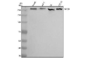 anti-Myoferlin (MYOF) (AA 175-2003) antibody