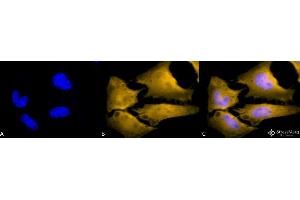 Immunocytochemistry/Immunofluorescence analysis using Rat Anti-HSF1 Monoclonal Antibody, Clone 10H4 . (HSF1 Antikörper)