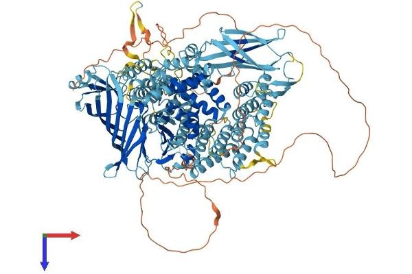 TAF2 Protein (AA 1-1199) (His tag)