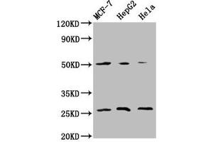 Western Blot Positive WB detected in: MCF-7 whole cell lysate, HepG2 whole cell lysate, Hela whole cell lysate All lanes: MT-CO2 antibody at 5.