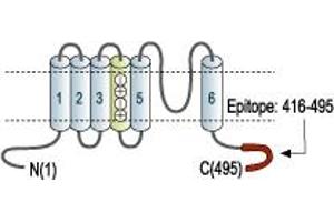 Representative domain view of the target of ABIN7043513.