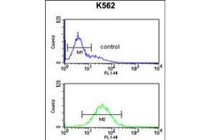 Flow cytometric analysis of K562 cells (bottom histogram) compared to a negative control cell (top histogram). (TELO2 Antikörper  (C-Term))