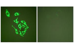Immunofluorescence analysis of HepG2 cells, using HSP60 antibody (ABIN5976430). (HSPD1 Antikörper  (C-Term))