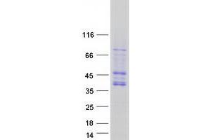 Validation with Western Blot (CDK10 Protein (Transcript Variant A) (Myc-DYKDDDDK Tag))