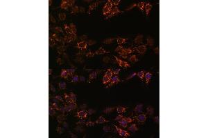 Immunofluorescence (IF) image for anti-Monoamine Oxidase A (MAOA) (AA 1-260) antibody (ABIN3021916)