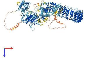 NLRP3 Protein (AA 1-1036) (His tag)