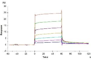 Surface Plasmon Resonance (SPR) image for Colony Stimulating Factor 1 Receptor (CSF1R) (AA 99-596) protein (His tag) (ABIN7274422)