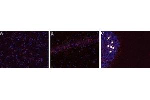 Expression of B1 bradykinin receptor in rat CNS - Immunohistochemical staining of frozen rat brain section (A & B) and cerebellum (C) using Anti-B1 Bradykinin Receptor (BDKRB1) Antibody (ABIN7042967, ABIN7043940 and ABIN7043941), (1:50). (BDKRB1 Antikörper  (Cys250Ser-Mutant))