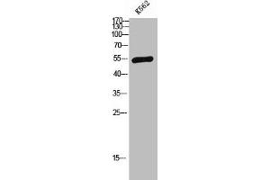 Western Blot analysis of K562 cells using SAP 49 Polyclonal Antibody