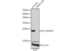 Western blot analysis of extracts from normal (control) and DJ-1/P knockout (KO) 293T cells, using DJ-1/P antibody (ABIN3021234, ABIN3021235, ABIN3021236 and ABIN1513307) at 1:1000 dilution. (PARK7/DJ1 Antikörper  (AA 1-189))