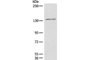 Western blot analysis of 231 cell lysate using HIPK2 Polyclonal Antibody at dilution of 1:850