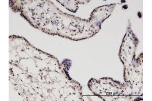 Immunoperoxidase of monoclonal antibody to RGS13 on formalin-fixed paraffin-embedded human placenta. (RGS13 Antikörper  (AA 60-159))