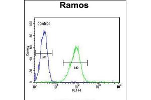 Flow cytometric analysis of Ramos cells (right histogram) compared to a negative control cell (left histogram). (HIP1 Antikörper  (N-Term))