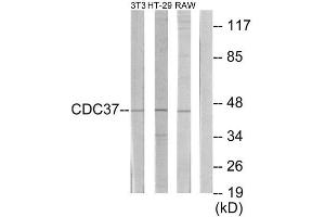 Western Blotting (WB) image for anti-Cell Division Cycle 37 Homolog (S. Cerevisiae) (CDC37) (Internal Region) antibody (ABIN1850254) (CDC37 Antikörper  (Internal Region))