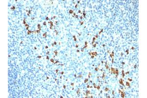 Formalin-fixed, paraffin-embedded human Tonsil stained with IgM Mouse Monoclonal Antibody (ICO-30). (IGHM Antikörper)