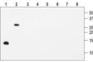 Western blot analysis with Anti-BDNF Antibody: - 1,5. (BDNF Antikörper  (Intracellular))