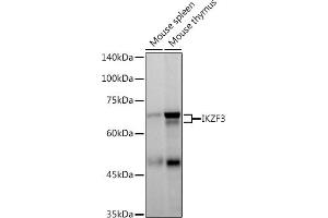 IKZF3 Antikörper