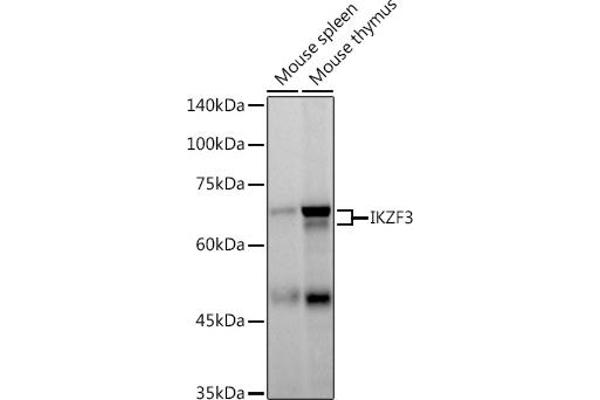 IKZF3 Antikörper