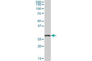 EXOSC5 MaxPab polyclonal antibody. (EXOSC5 Antikörper  (AA 1-235))