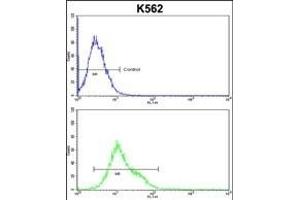 CROT Antibody (N-term) (ABIN653328 and ABIN2842818) flow cytometric analysis of k562 cells (bottom histogram) compared to a negative control cell (top histogram). (CROT Antikörper  (N-Term))