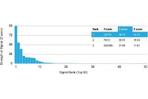 Analysis of Protein Array containing more than 19,000 full-length human proteins using CD79a Mouse Recombinant Monoclonal Antibody (rIGA/764). (Rekombinanter CD79a Antikörper)