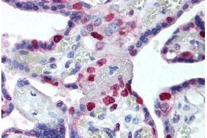 Human Placenta (formalin-fixed, paraffin-embedded) stained with PCNA antibody ABIN239835 at 10 ug/ml followed by biotinylated anti-mouse IgG secondary antibody ABIN481714, alkaline phosphatase-streptavidin and chromogen. (PCNA Antikörper)