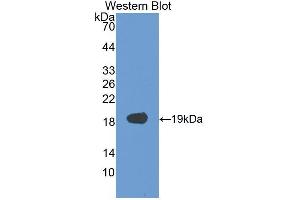 Western blot analysis of recombinant Human VEGFA. (VEGFA Antikörper  (AA 28-191))