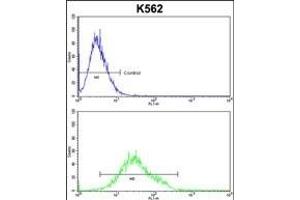 GTF2I Antibody (C-term) (ABIN390868 and ABIN2841085) flow cytometric analysis of k562 cells (bottom histogram) compared to a negative control cell (top histogram).
