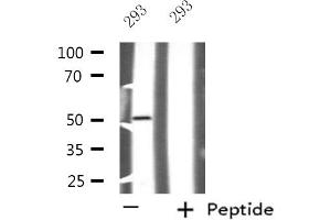 Western blot analysis of extracts from 293 cells using NFYC antibody. (NFYC Antikörper  (N-Term))
