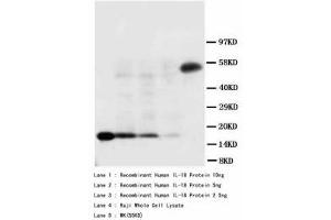 Image no. 1 for anti-Interleukin 18 (IL18) (AA 175-193) antibody (ABIN1493390) (IL-18 Antikörper  (AA 175-193))