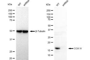 Western blotting analysis using COX4I1 antibody (ABIN7798247).