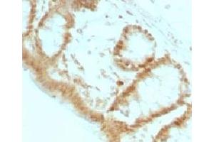 Formalin-fixed, paraffin-embedded rat colon stained with p27Kip1 antibody (KIP1/769) (CDKN1B Antikörper)