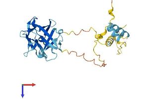 FRG1 Protein (AA 1-258) (His tag)