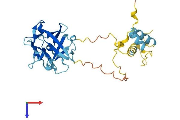 FRG1 Protein (AA 1-258) (His tag)