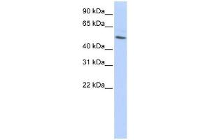Beta Tubulin antibody used at 1 ug/ml to detect target protein. (TUBB Antikörper  (N-Term))